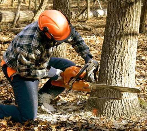 Tree Removal in Cookson, OK